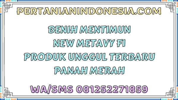 Benih Mentimun New Metavy F1 Produk Unggul Terbaru Panah Merah